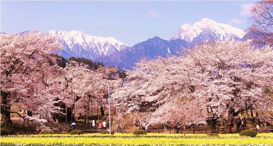 樱花