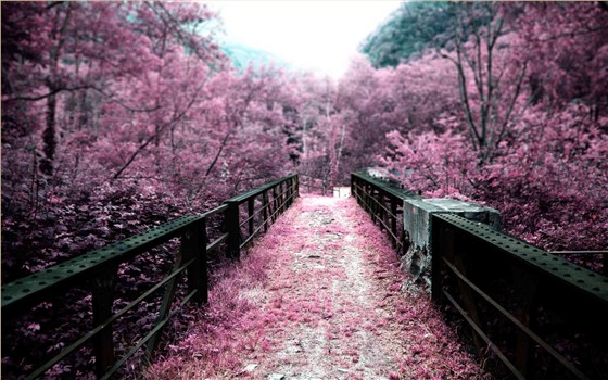 樱花