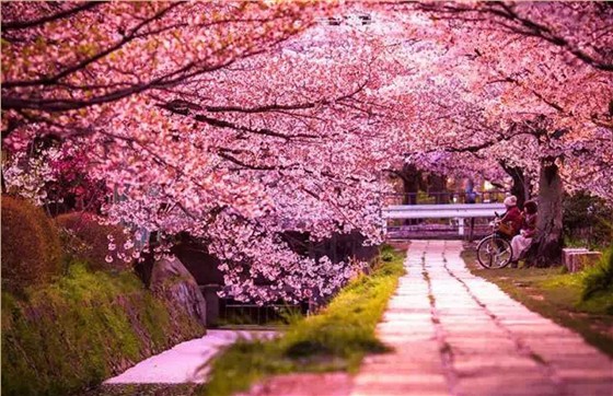 樱花