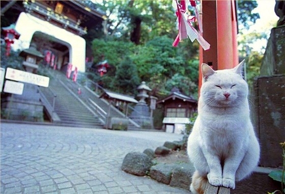 猫神社